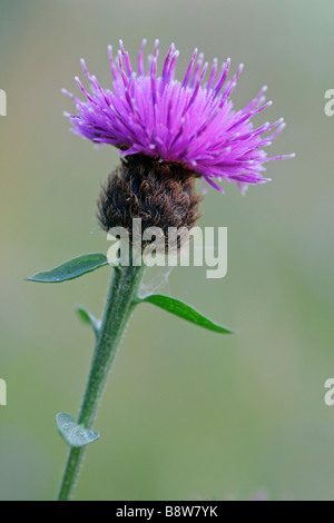 Fiordaliso nero (Centaurea nigra), close-up di fiori di fioritura di testa Foto Stock