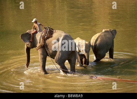Mahout birmano con gli elefanti nel fiume Kyetsharson teak logging camp nel Pegu Yoma Birmania Foto Stock