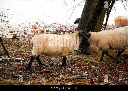 Un gregge di pecore di mangiare il fieno e la paglia Foto Stock