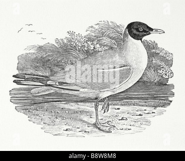 Nero gabbiano intestata una incisione dalla storia degli uccelli britannica 1804 di Thomas Bewick 1753 1828 a Cherryburn Foto Stock