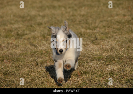 Sheltie cucciolo in esecuzione. Foto Stock