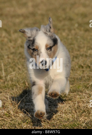 Sheltie cucciolo in esecuzione. Foto Stock