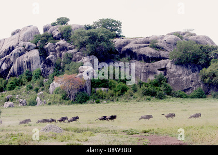 Africa Tanzania Serengeti National Park una mandria di bianco barbuto o borchiati gnu in esecuzione Foto Stock