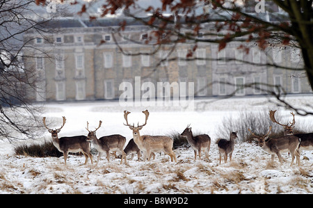 Daini visto qui in s snowy 283 ettaro 700 acri del parco dei cervi a Petworth House in Surrey Foto Stock