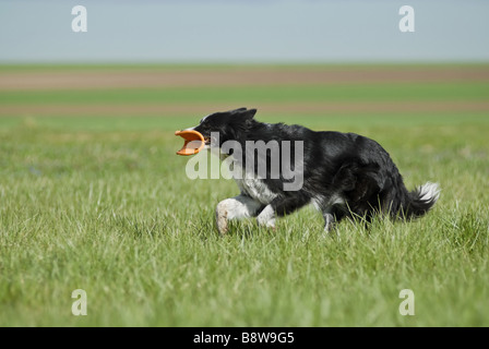 Border Collie (Canis lupus f. familiaris), in esecuzione su prato con puzzle nel suo muso Foto Stock