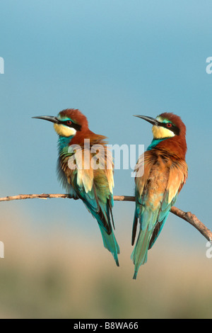 Unione Gruccione (Merops apiaster), coppia arroccato su rametto Foto Stock