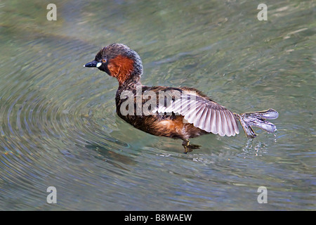 Dabchick 2 Foto Stock