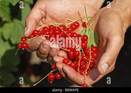 Ribes rosso detenute nelle mani di un giardiniere nel giardino murato a Calke Abbey Derbyshire Foto Stock