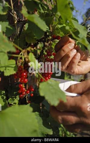 Ribes rosso di prelievo in orto a Calke Abbey Derbyshire Foto Stock