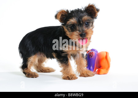 A 7 settimane vecchio Yorkshire Terrier cucciolo, Canis lupus familiaris. Foto Stock