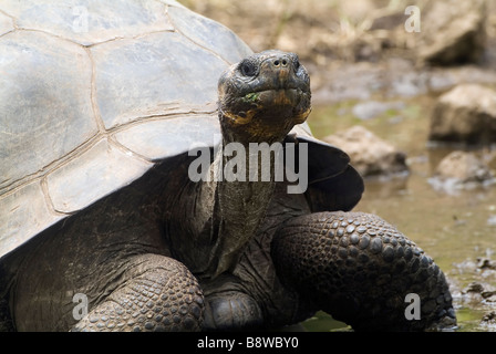 Galápagos tartaruga gigante Foto Stock