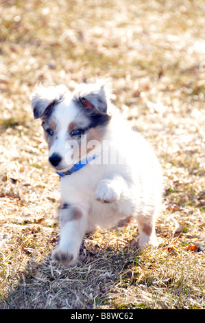 Sheltie cucciolo in esecuzione. Foto Stock