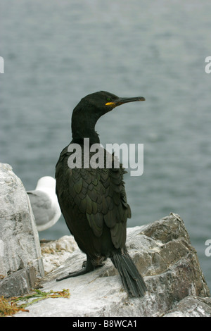 Il marangone dal ciuffo Phalacrocorax aristotelis singolo adulto permanente sulla scogliera prese luglio REGNO UNITO Foto Stock