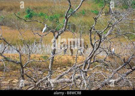 Tigre bengala, Kanha NP, India Foto Stock