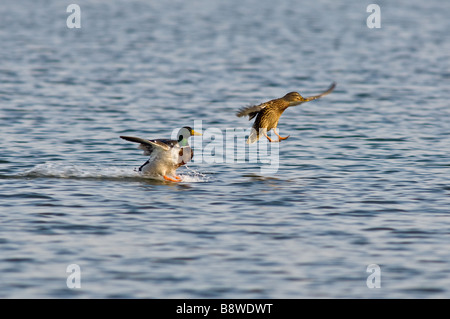 Maschio e femmina adulti Mallard sbarcano su un lago Foto Stock