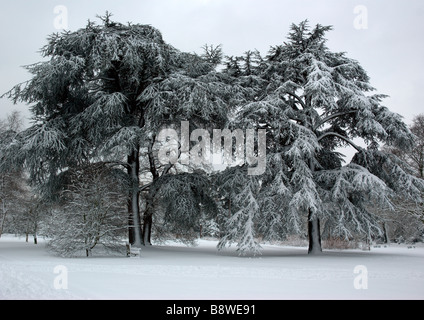 Coperta di neve alberi in Kew Gardens (Royal Botanic Gardens) Foto Stock
