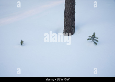 Pino silvestre nella neve Foto Stock