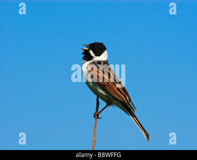 Il bel maschio canta una canzone chiede una femmina Foto Stock