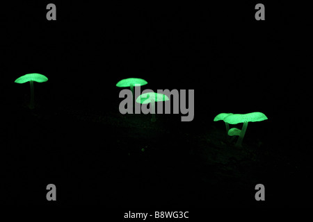 Un piccolo gruppo di naturalmente incandescente di funghi da una foresta pluviale australiana. Foto Stock