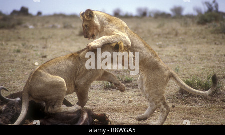 Due lion cubs giocare combattimenti sulla sommità di una carcassa di buffalo Masai Mara riserva nazionale del Kenya Africa orientale Foto Stock