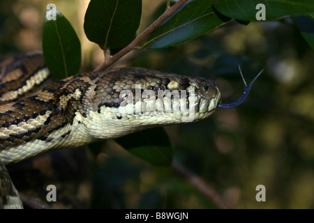 Tappeto australiano Python (Morelia spilota mcdowelli) Foto Stock