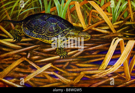 European pond terrapin ,Testuggine palustre Foto Stock