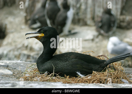 Il marangone dal ciuffo Phalacrocorax aristotelis singolo adulto seduto sul nido preso luglio REGNO UNITO Foto Stock