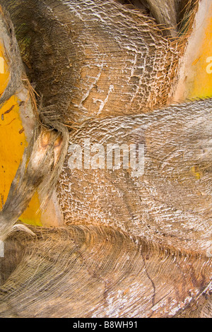 Close-up del tronco di un albero di cocco Foto Stock