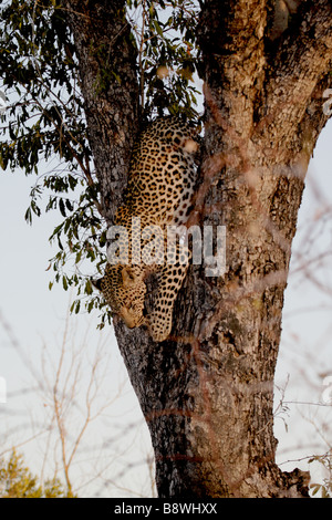 Leopard femmina (selvaggio) scendendo da un albero Foto Stock