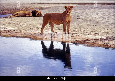 Leonessa di allerta permanente al bordo di una piscina con la sua riflessione del cratere di Ngorongoro Tanzania Africa orientale Foto Stock