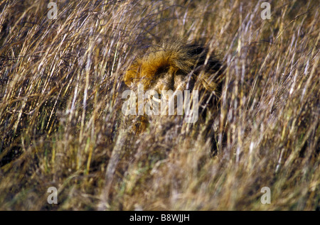 Maschio maturo lion con piena mane nascosto in erba lunga Riserva Nazionale di Masai Mara Kenya Africa orientale Foto Stock