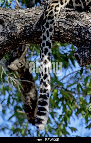 Leopard femmina della coda che pendono da un albero (selvaggio) Foto Stock