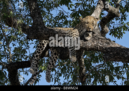 Leopard femmina in appoggio su di un albero dopo alimentazione su un kill Foto Stock