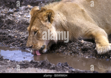 Chiusura del giovane maschio lion di bere da un pool Serengeti National Park Tanzania Africa orientale Foto Stock