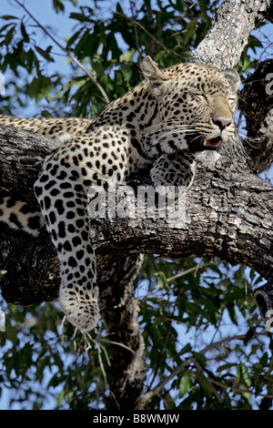 Leopard femmina in appoggio su di un albero dopo alimentazione su un kill Foto Stock