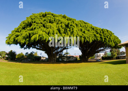 Due torreggianti alberi Banyan vicino alla vecchia Mamalahoa Highway in Honomu, Big Island, Hawaii, Stati Uniti d'America. Foto Stock