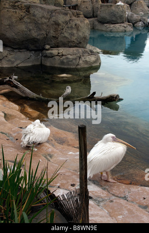 L'Oceanogràfic white pigri pellicani Foto Stock