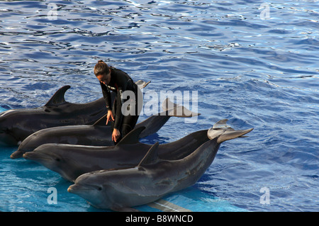 L'Oceanogràfic quattro delfini ,Delfinario Foto Stock