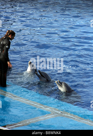 Tree delfini in una piscina con un trainer Foto Stock