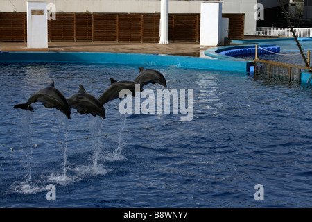L'Oceanogràfic delfini jump Foto Stock