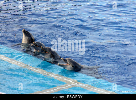 Quattro Delfini in un pool Foto Stock