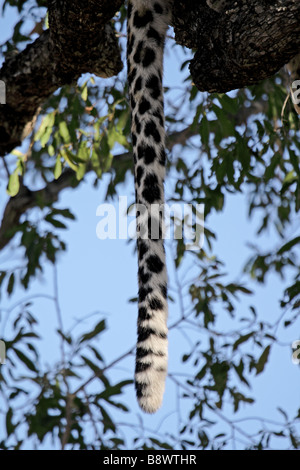 Leopard femmina della coda che pendono da un albero (selvaggio) Foto Stock