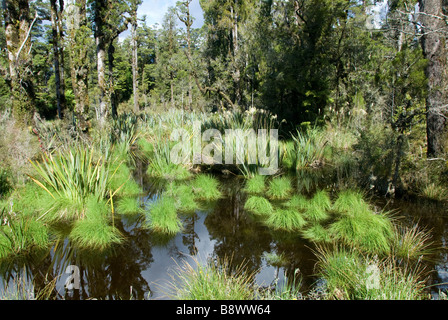 Palude nella foresta pluviale, vicino Jacksons Bay, Sud Westland, Isola del Sud, Nuova Zelanda Foto Stock