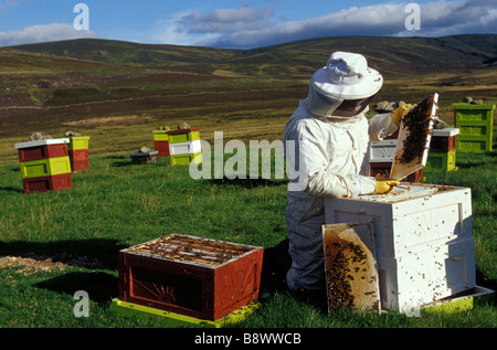 Un apicoltore controllo favi nei suoi alveari Foto Stock