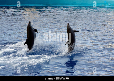 L'Oceanogràfic di Valencia i delfini in piscina Foto Stock