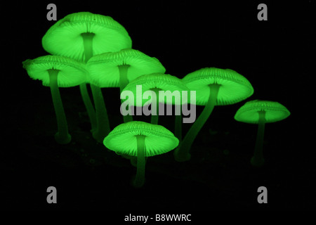 Un gruppo di naturalmente luminosa di funghi da una foresta pluviale australiana Foto Stock