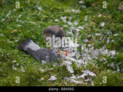 Femmina adulta Sparviero si nutrono di legno Pigeon Foto Stock