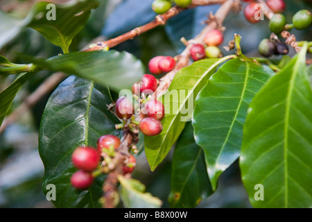 Le piante di caffè con fagioli. Boquete, provincia di Chiriqui, Repubblica di Panama Foto Stock