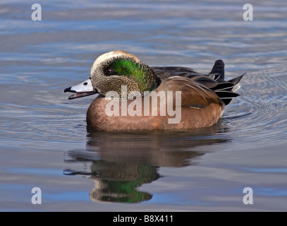 American Wigeon drake (anas americana), WWT London Foto Stock