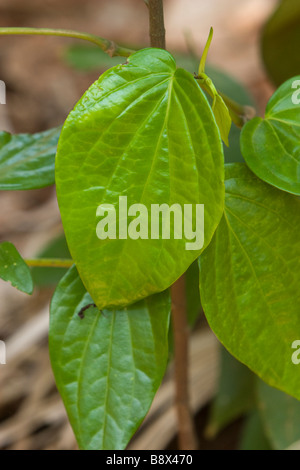 Una vite di betel. Foto Stock